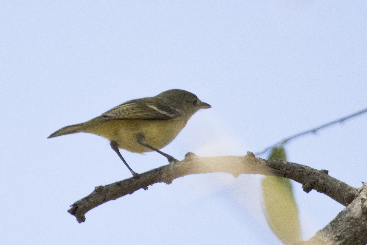 Bell Vireosu - ML616936127