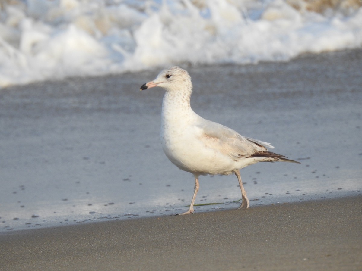 Ring-billed Gull - ML616936128