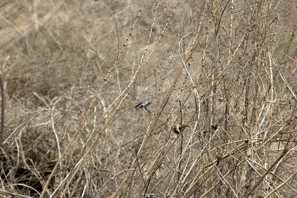 Blue-gray Gnatcatcher - ML616936130