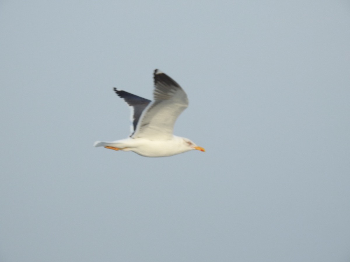 Gaviota Sombría - ML616936133