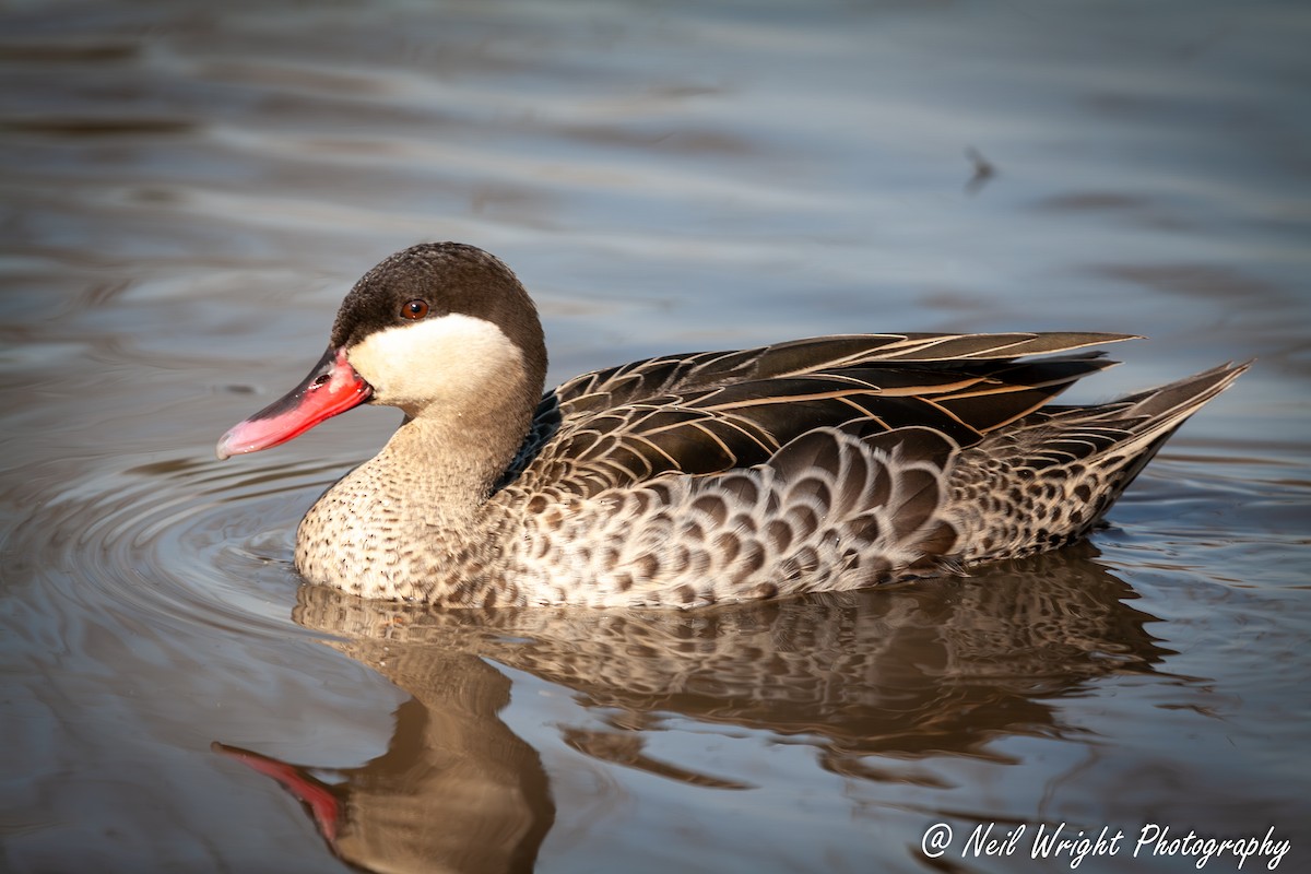 Red-billed Duck - ML616936154