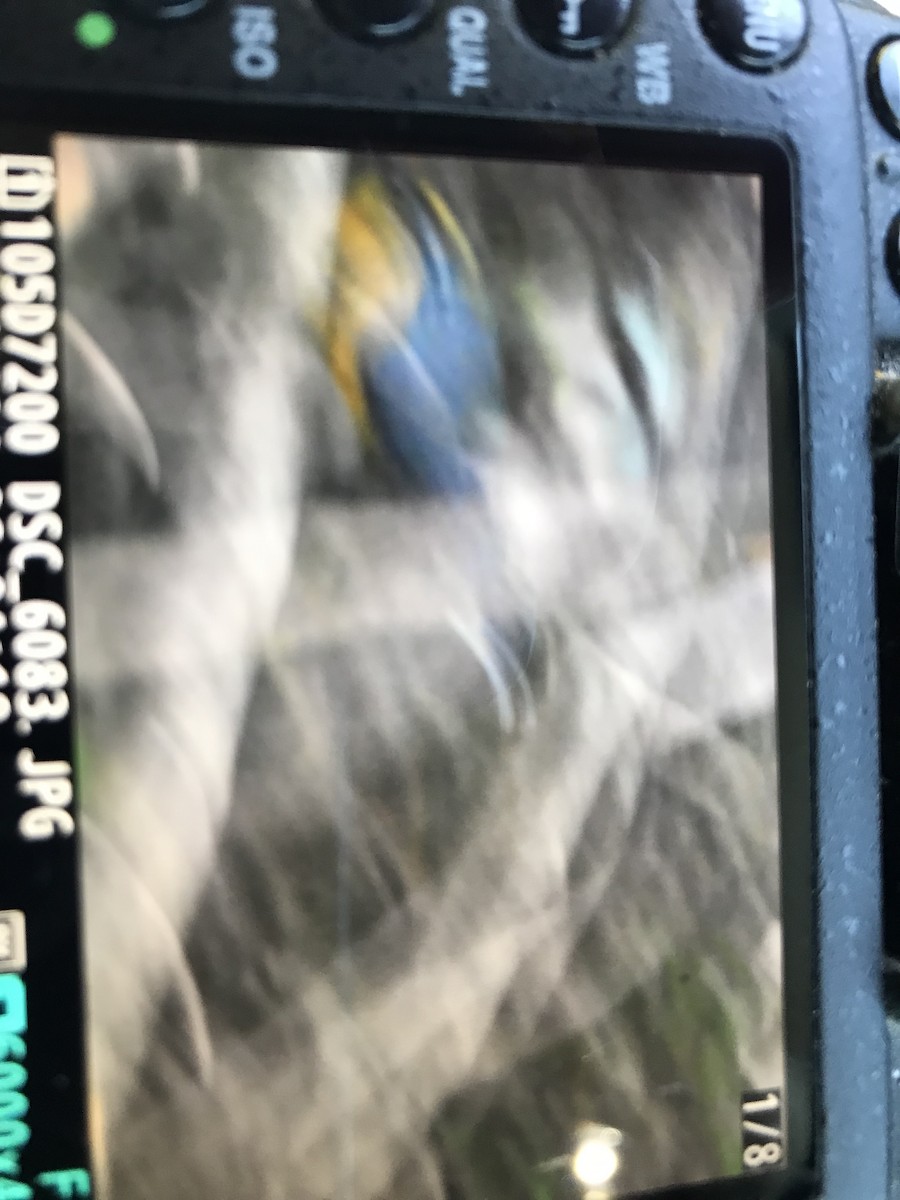 Fan-tailed Warbler - ML616936159