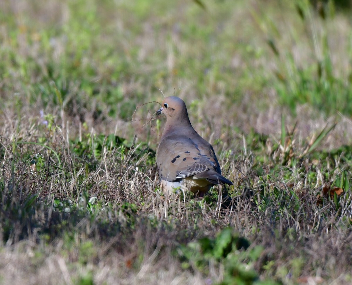 Mourning Dove - ML616936181