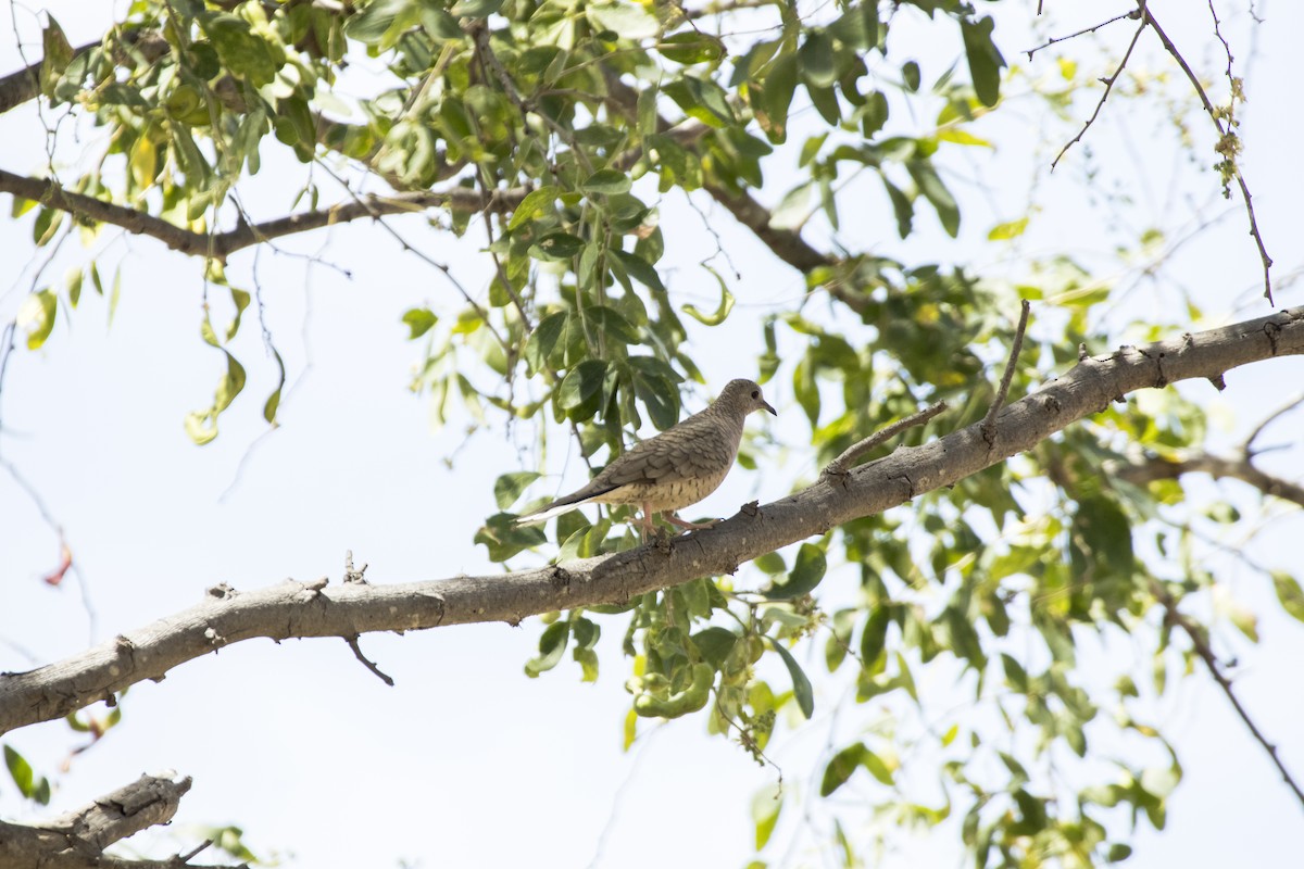 İnka Serçe Kumrusu - ML616936188