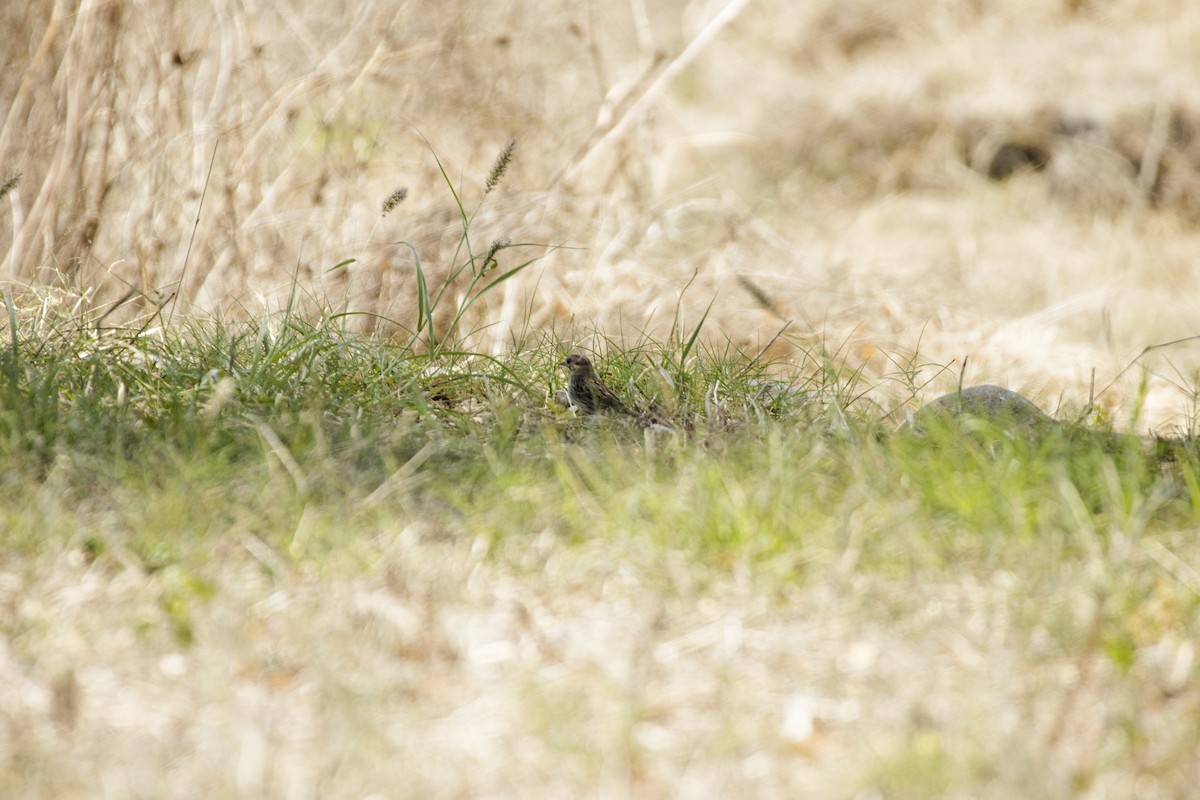 Lincoln Serçesi - ML616936195