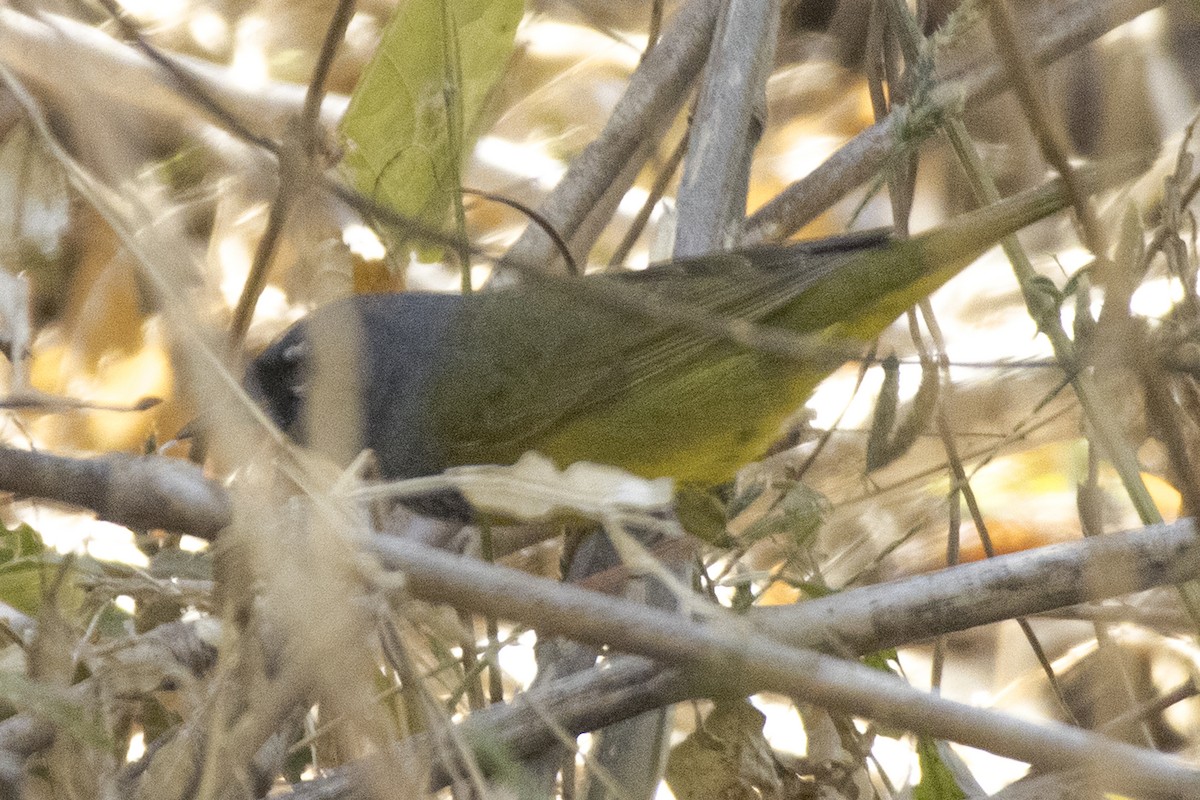 Macgillavray Ötleğeni - ML616936226