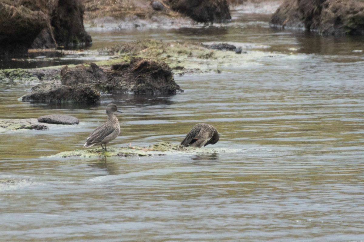 Andean Teal (Andean) - ML616936245