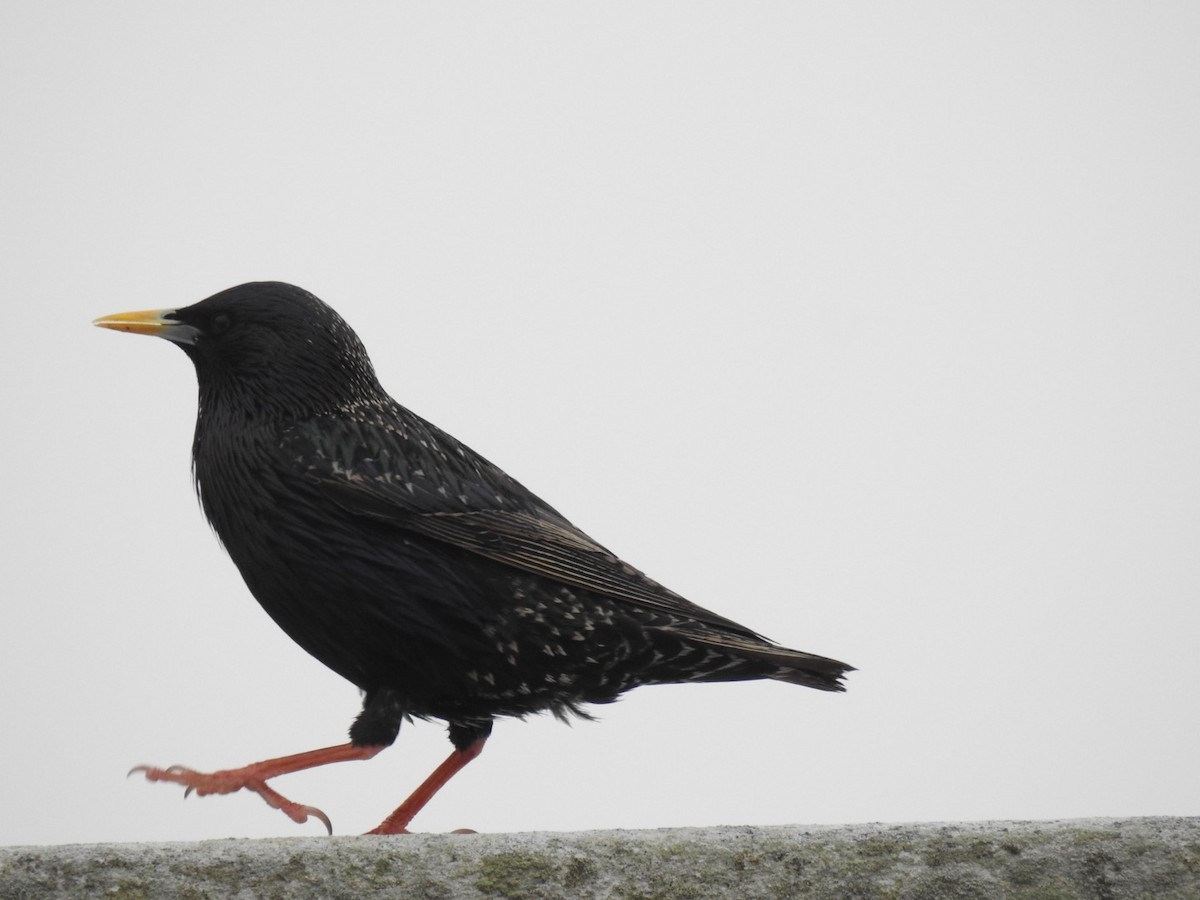 European Starling - ML616936255