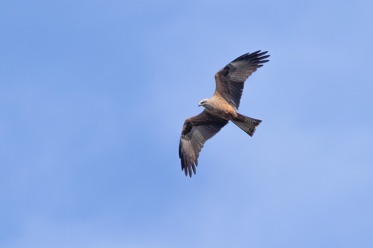 黑鳶 - ML616936338