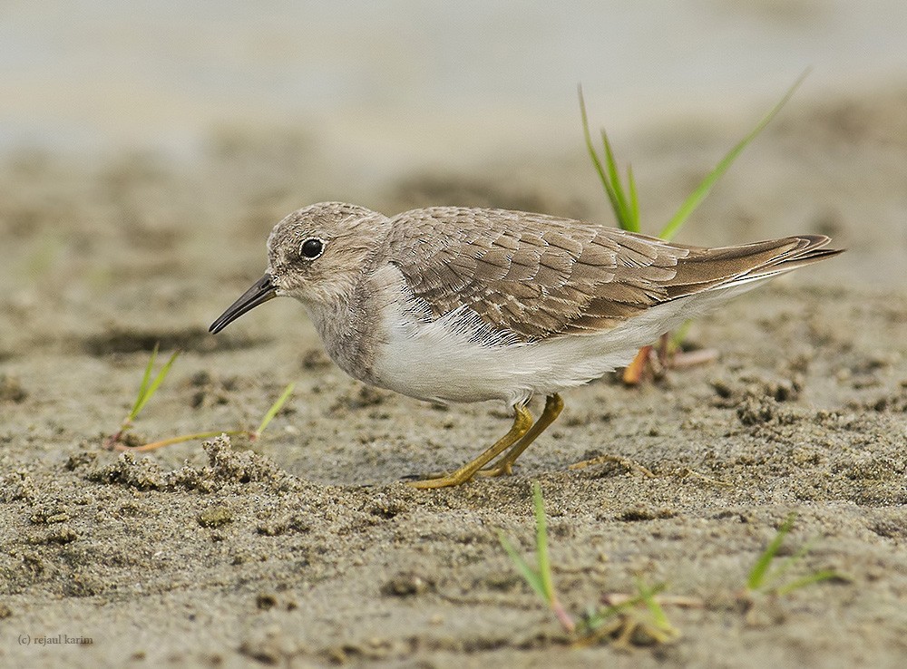 Temminck's Stint - ML616936397