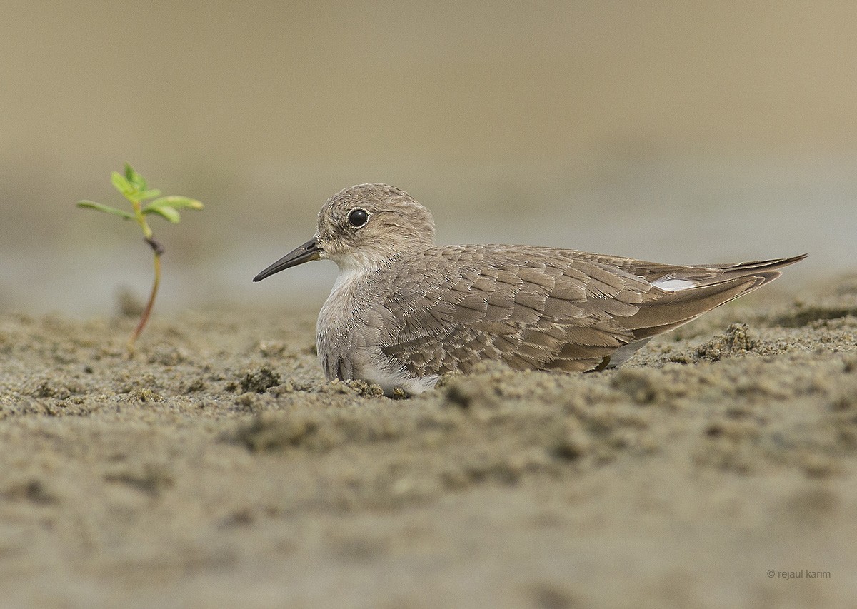 Temminck's Stint - ML616936398