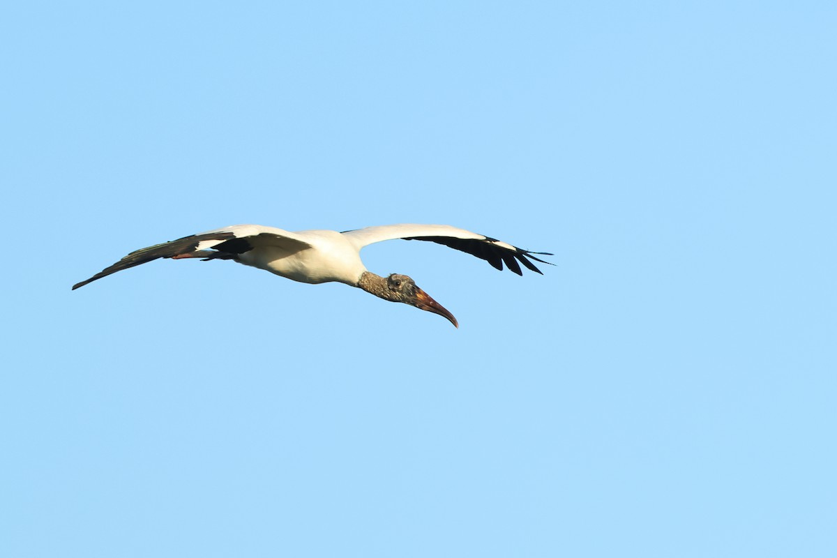 Wood Stork - ML616936414