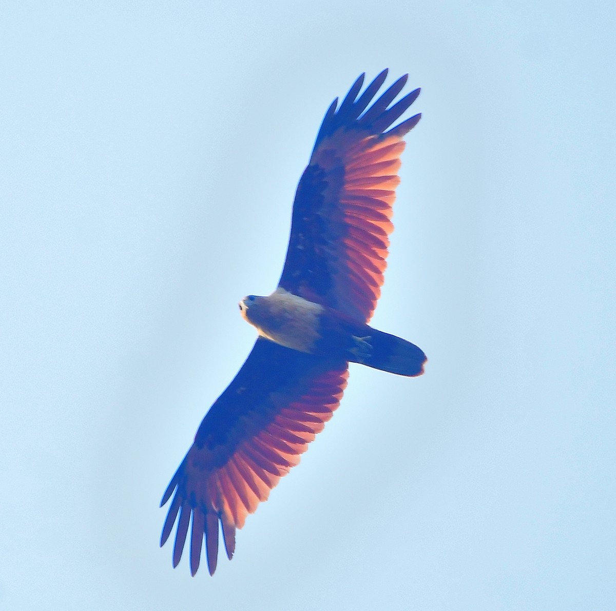 Brahminy Kite - ML616936429
