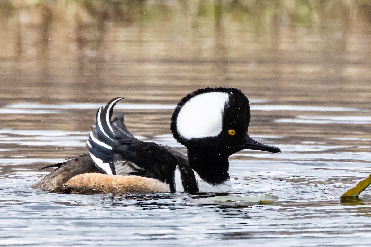 Hooded Merganser - Michael Newlon