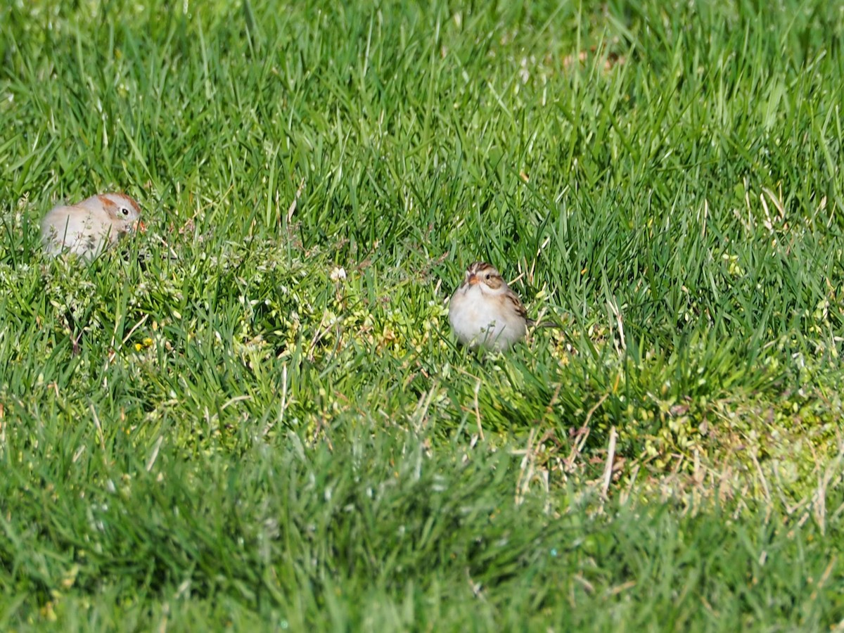 Clay-colored Sparrow - ML616936446