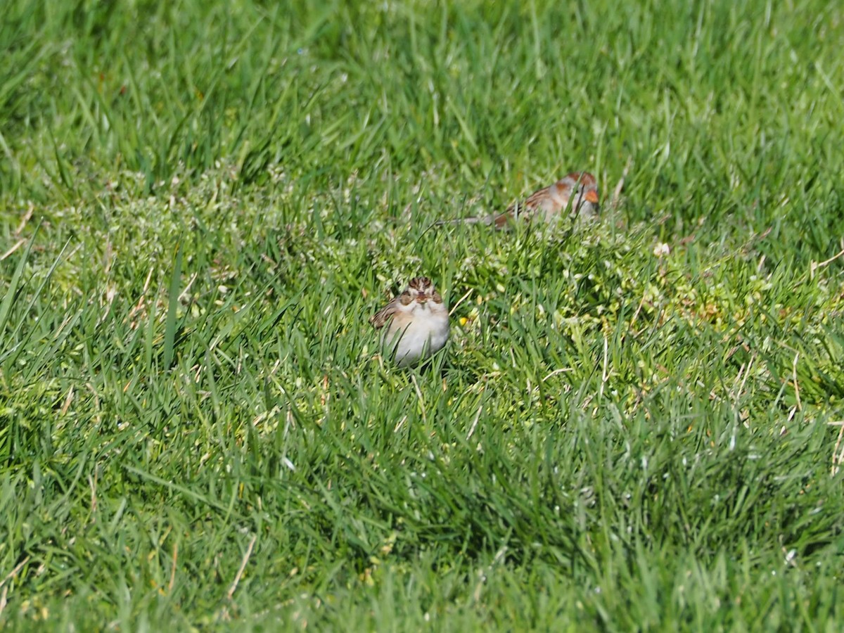Clay-colored Sparrow - ML616936448