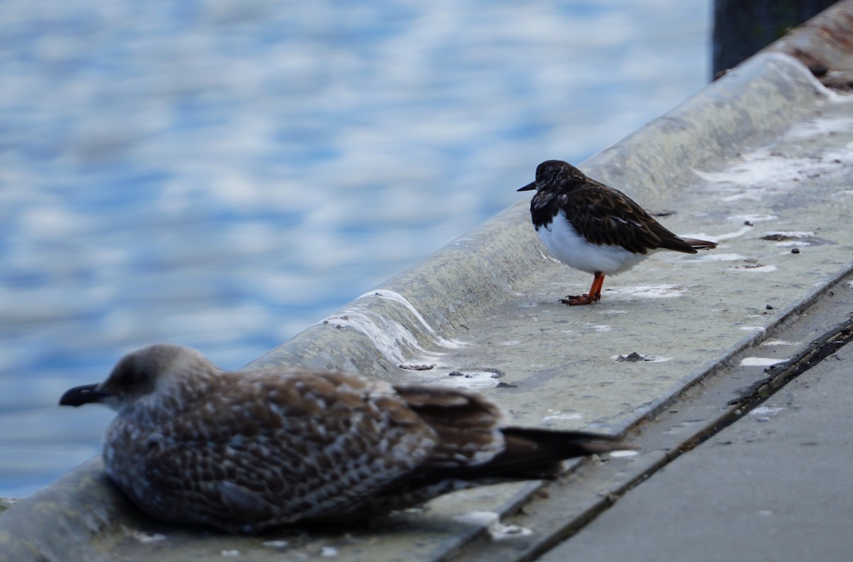 Ruddy Turnstone - ML616936469