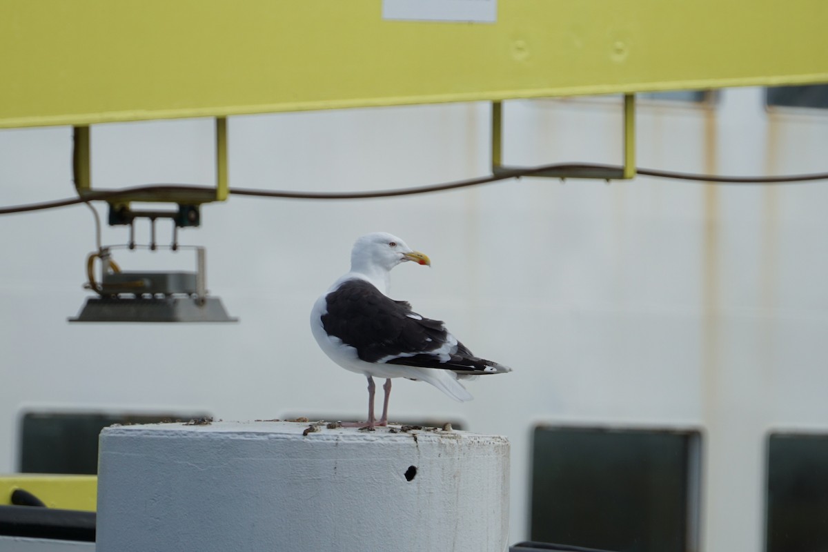 Great Black-backed Gull - ML616936479