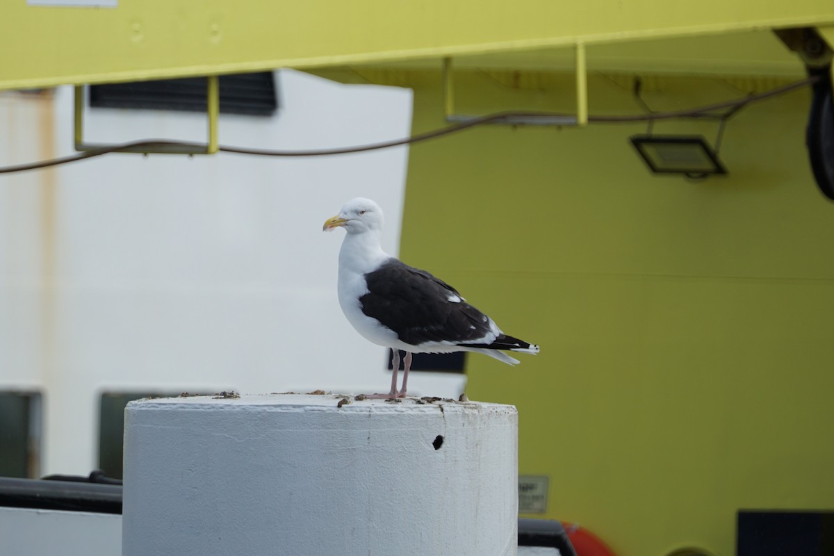 Great Black-backed Gull - ML616936480
