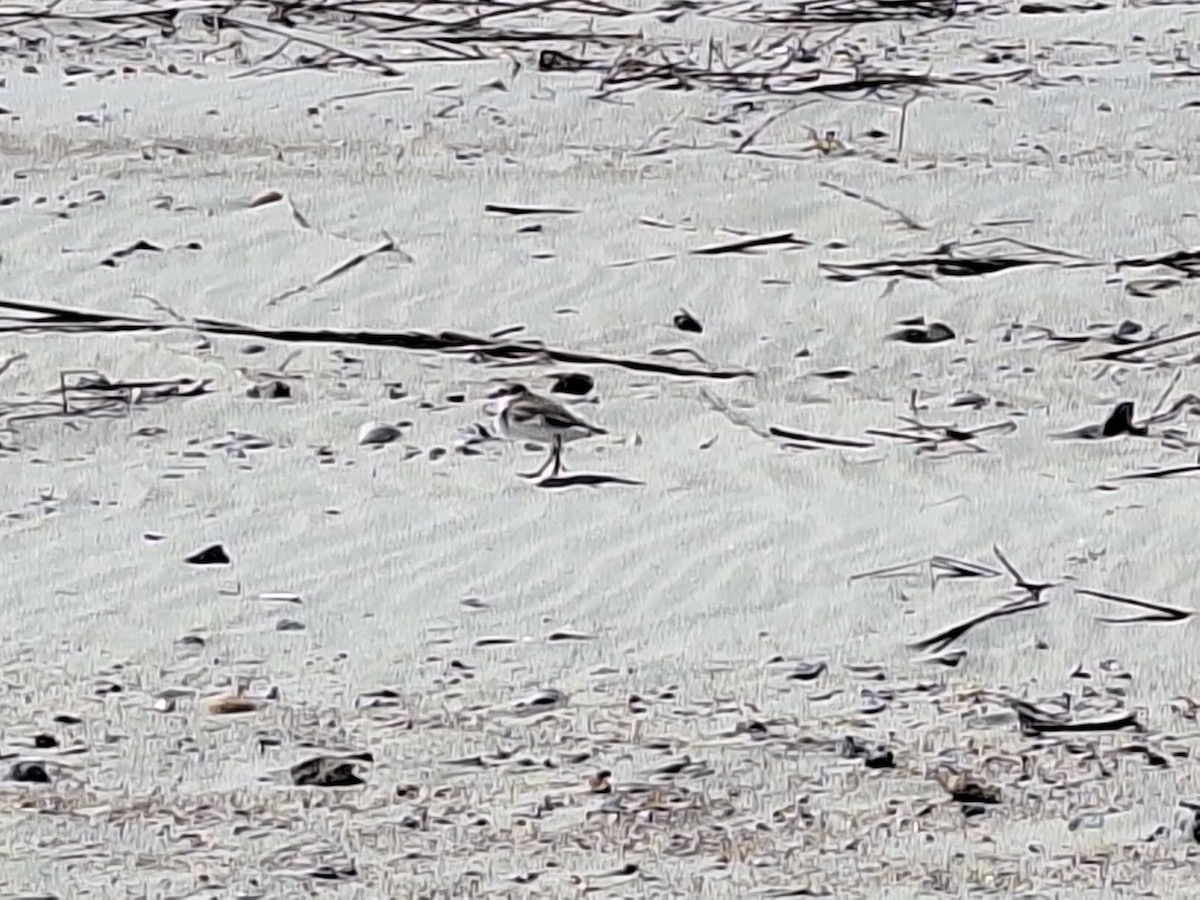 Wilson's Plover - Dean Ewing