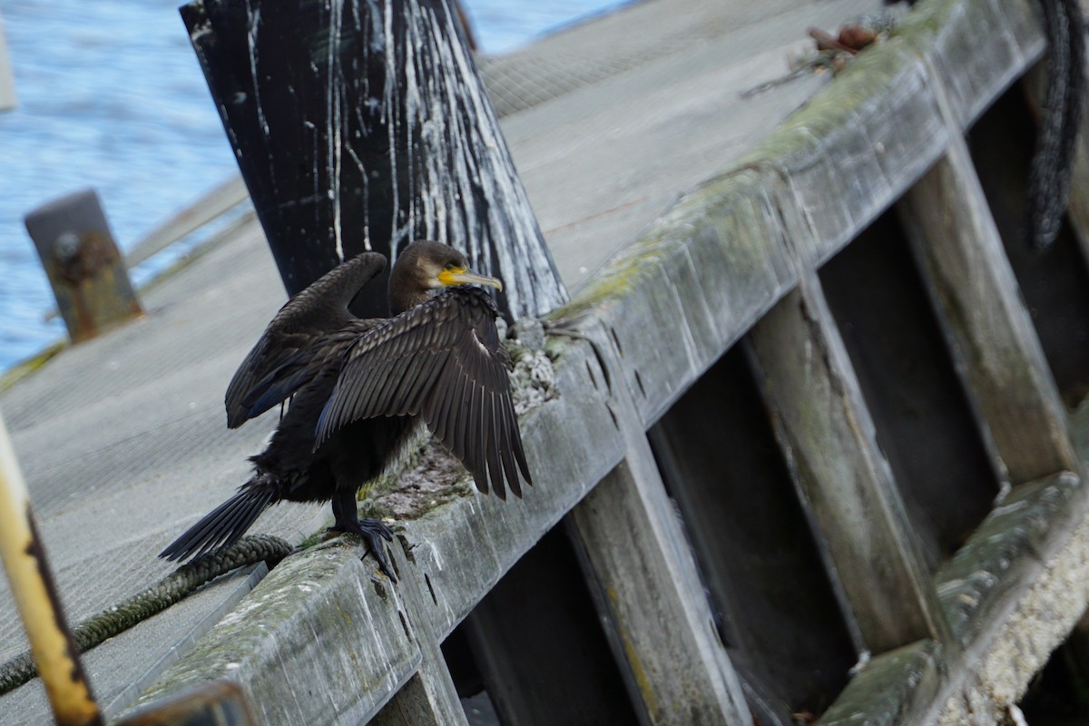 Great Cormorant - ML616936500