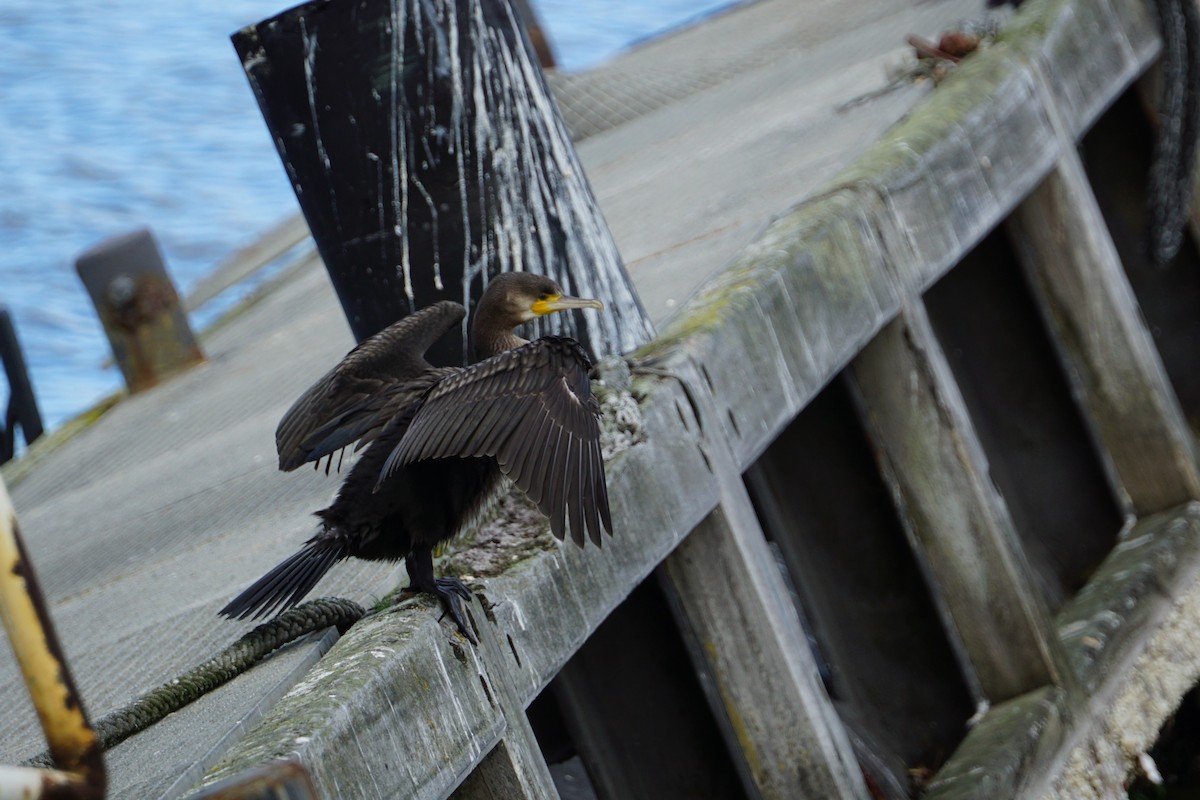 Great Cormorant - Tom Stadtmüller