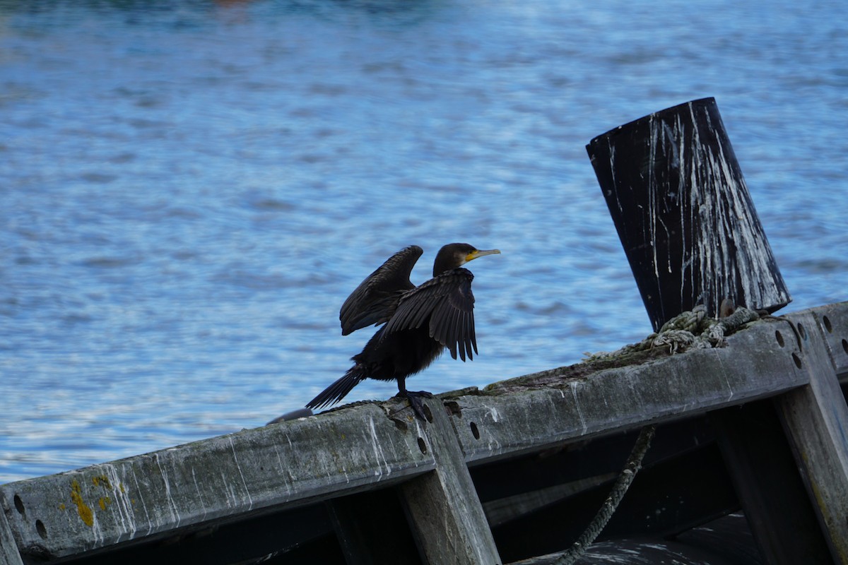 Great Cormorant - ML616936502