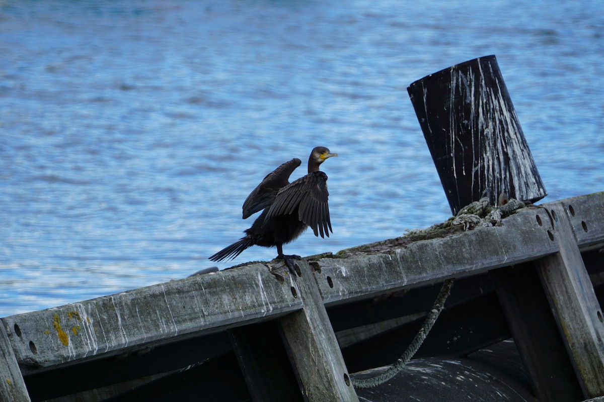 Great Cormorant - ML616936503