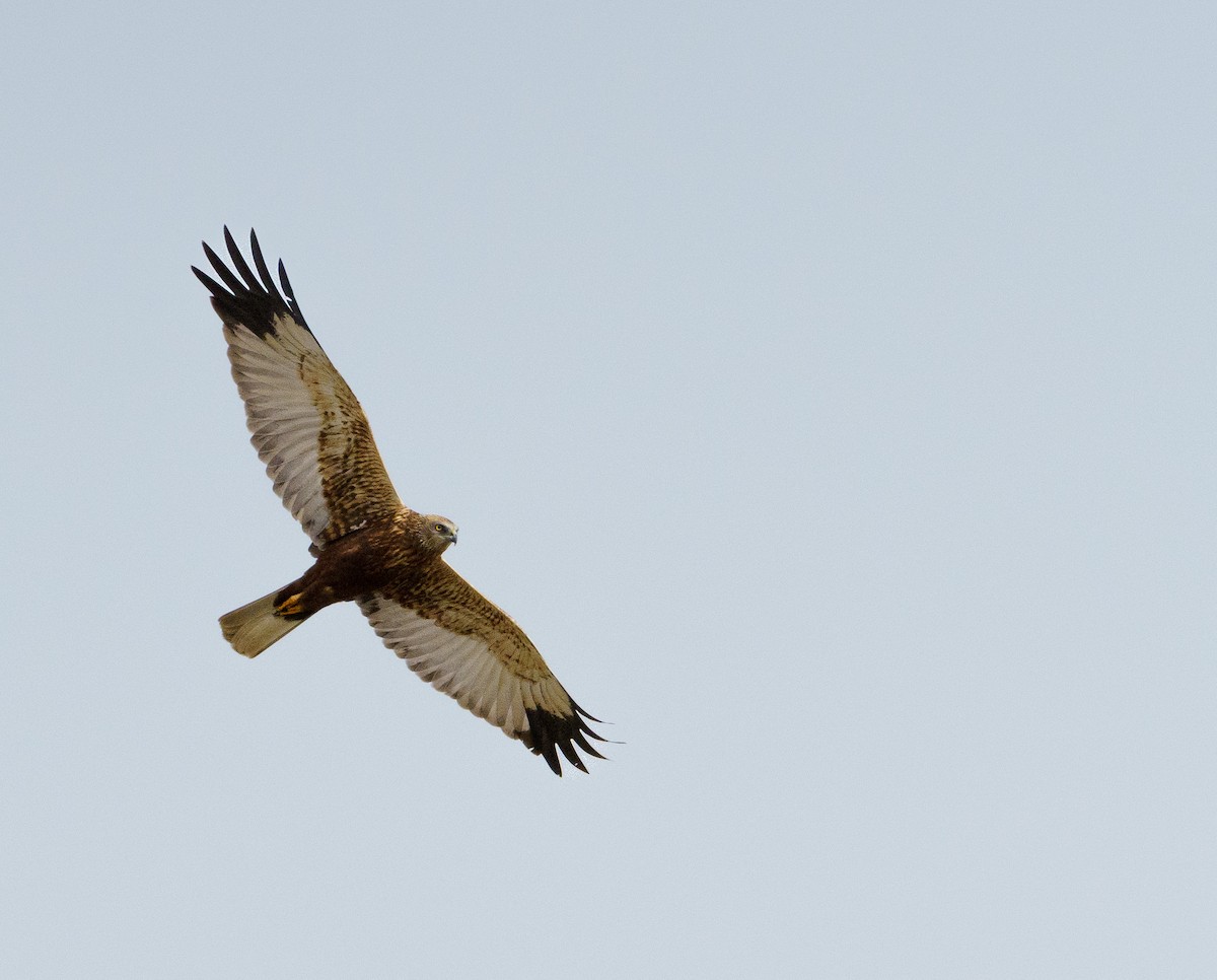 Western Marsh Harrier - Patrick Mariot