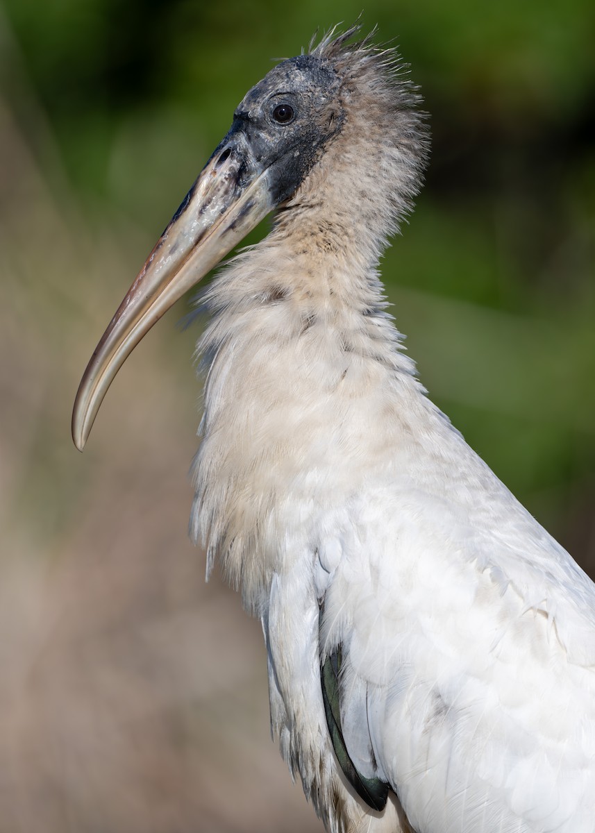 Wood Stork - ML616936530