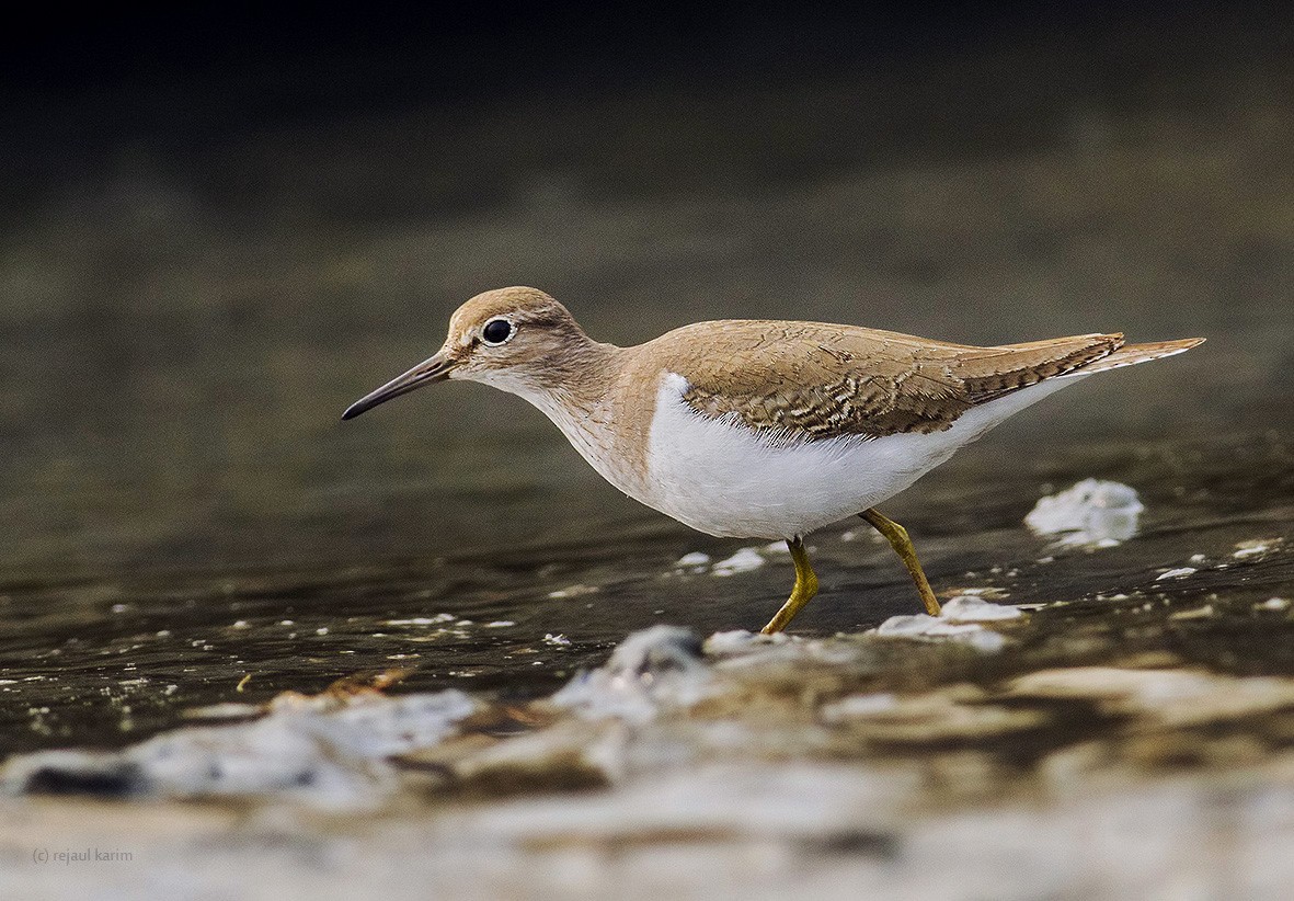 Common Sandpiper - ML616936541