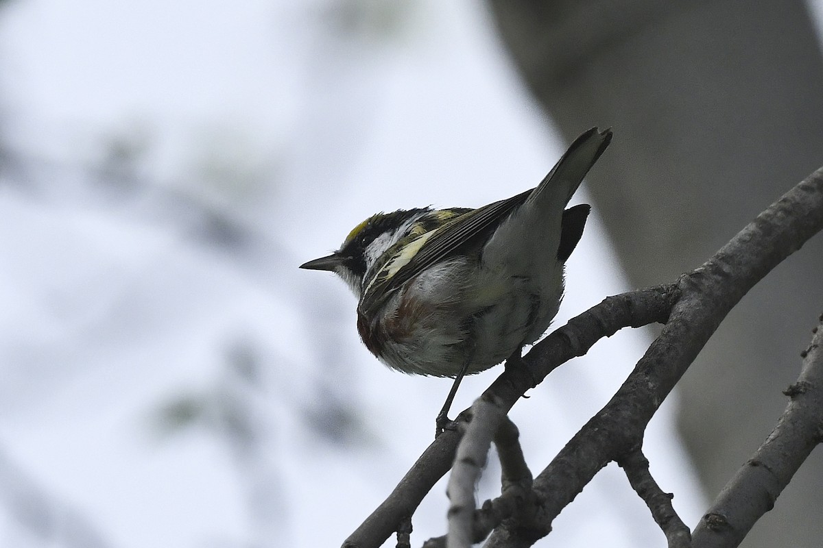 lesňáček rezavoboký - ML616936556