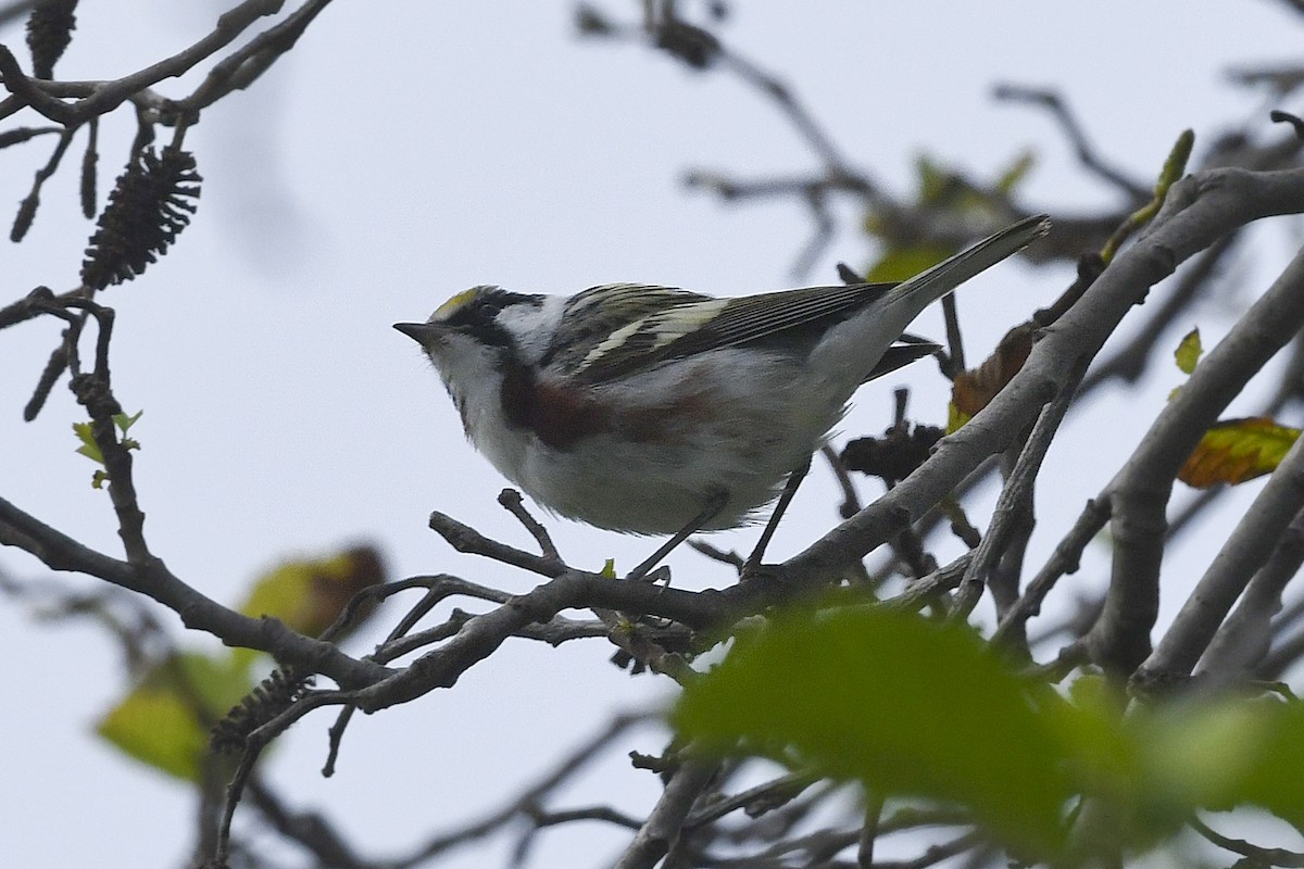 lesňáček rezavoboký - ML616936557