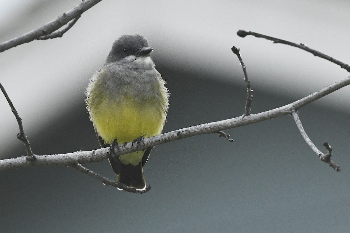 Cassin's Kingbird - ML616936576