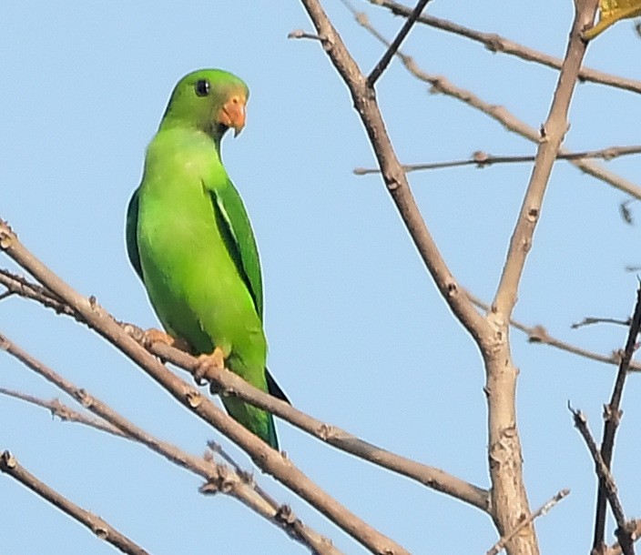 Vernal Hanging-Parrot - ML616936578