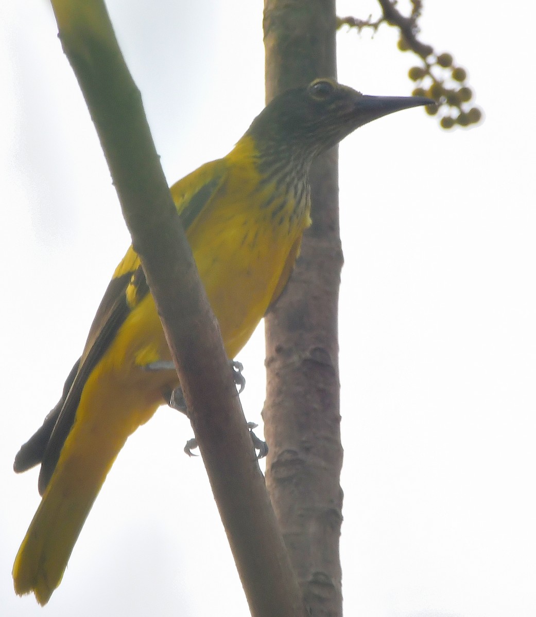 Black-hooded Oriole - ML616936587