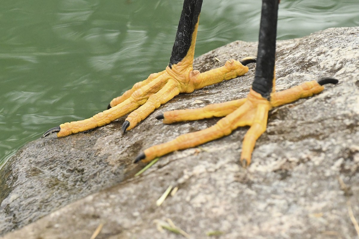 volavka bělostná - ML616936600