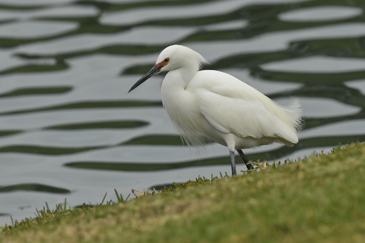 volavka bělostná - ML616936601