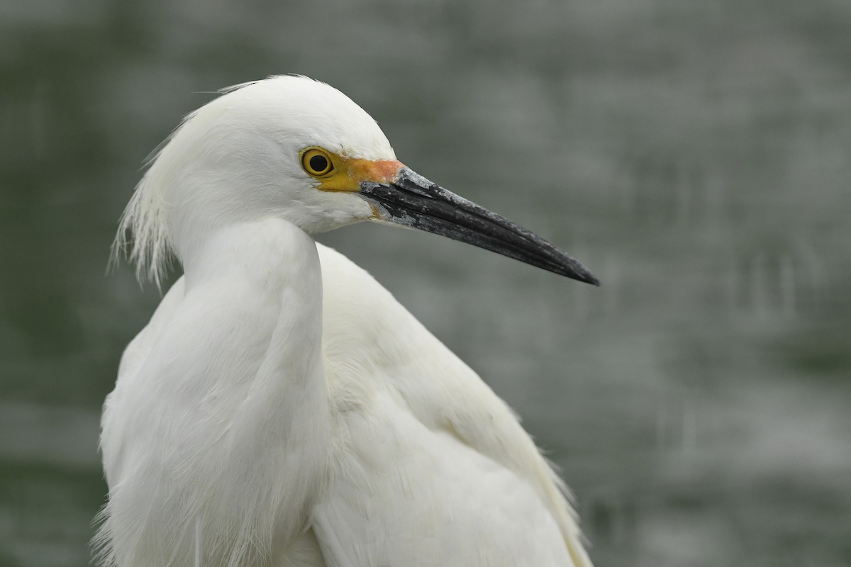 volavka bělostná - ML616936602