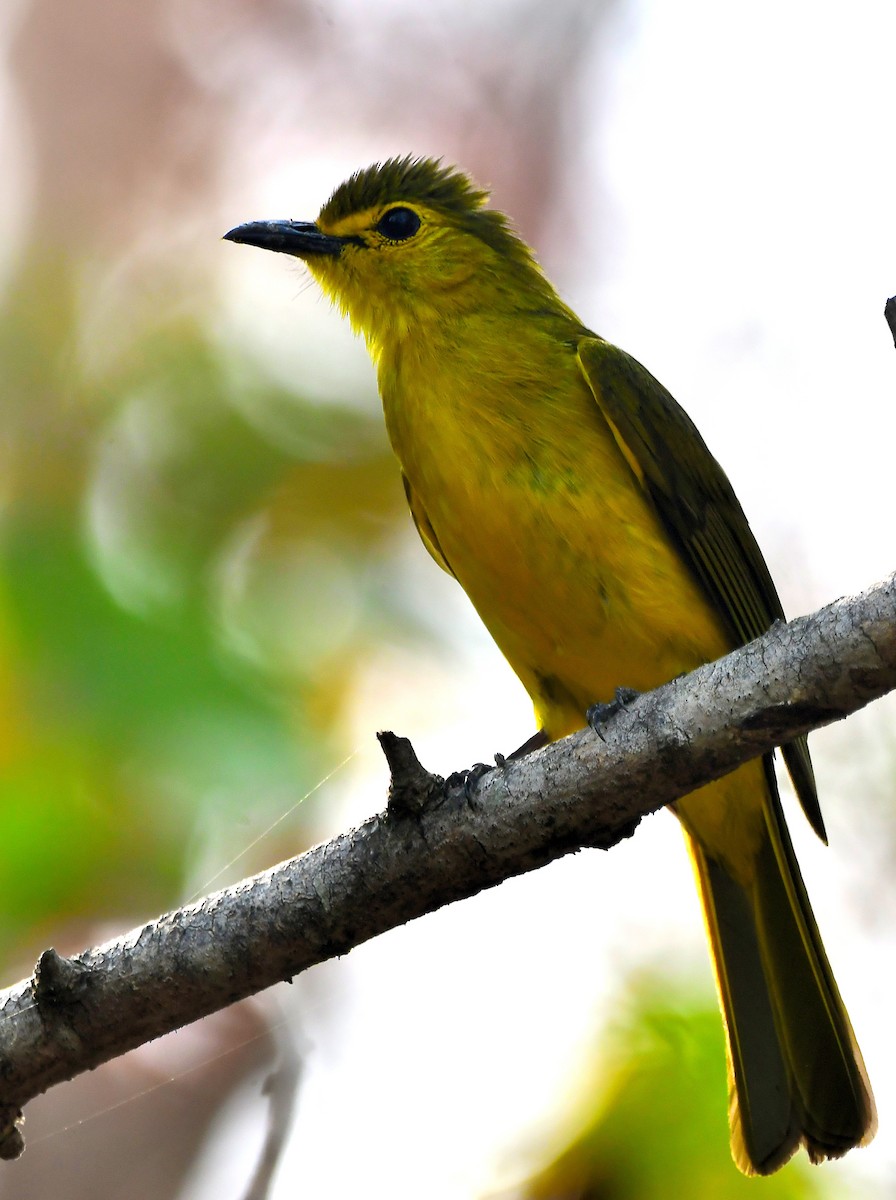 Yellow-browed Bulbul - ML616936608