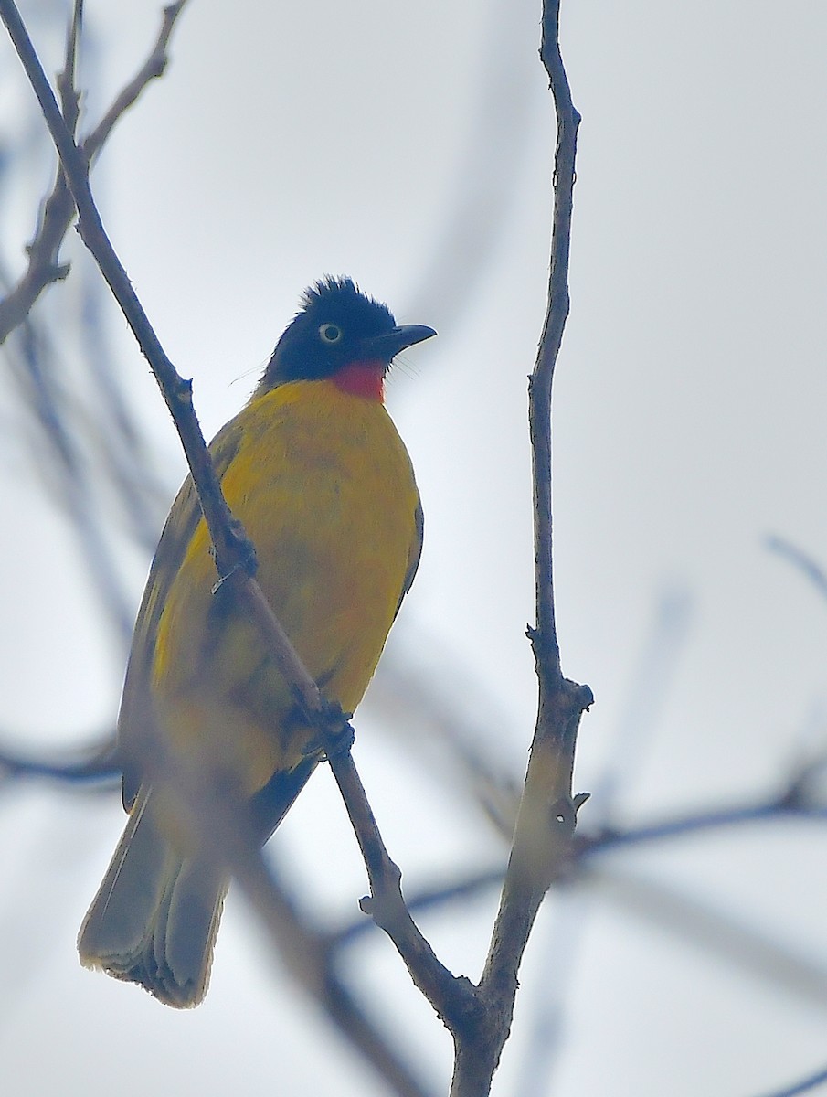 Flame-throated Bulbul - ML616936616