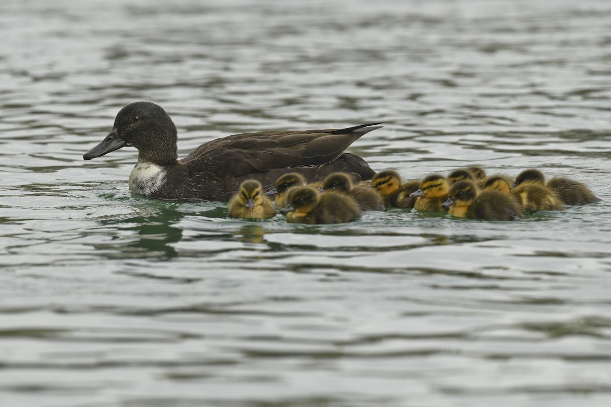 kachna domácí - ML616936619