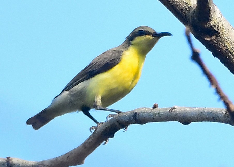 Crimson-backed Sunbird - ML616936628