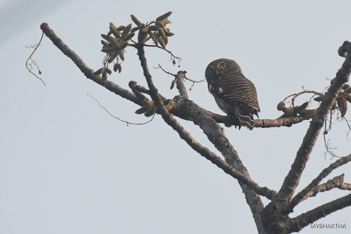 Asian Barred Owlet - M V BHAKTHA