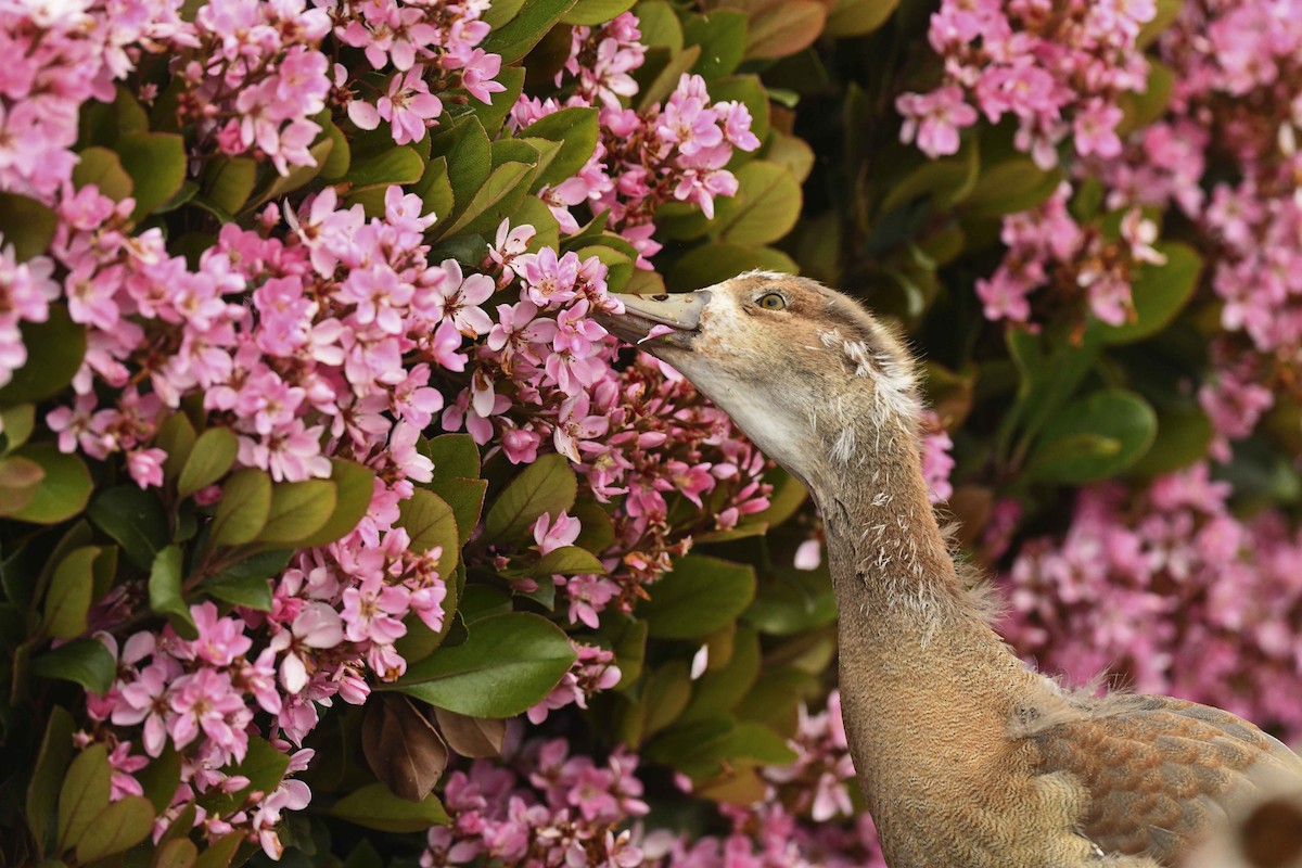 husice nilská - ML616936657