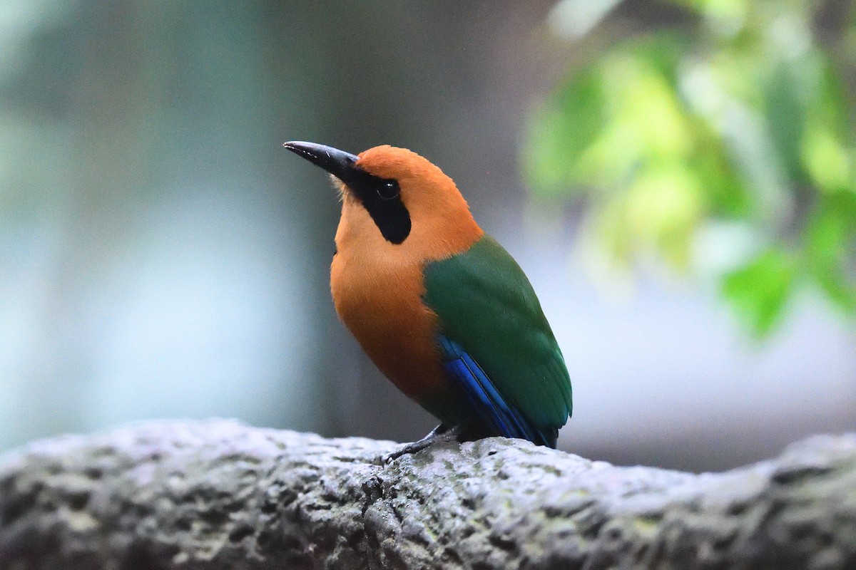 Zimtbrustmotmot - ML616936679