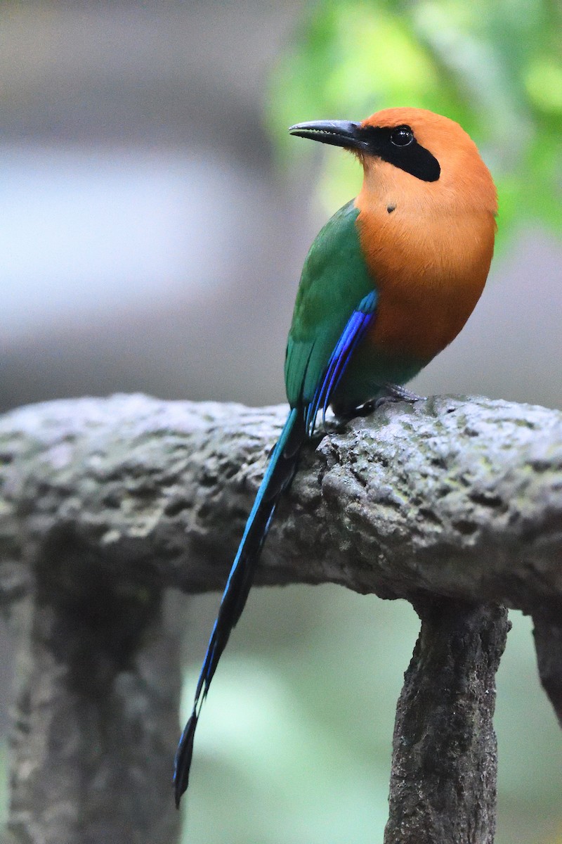 Rufous Motmot - terence zahner