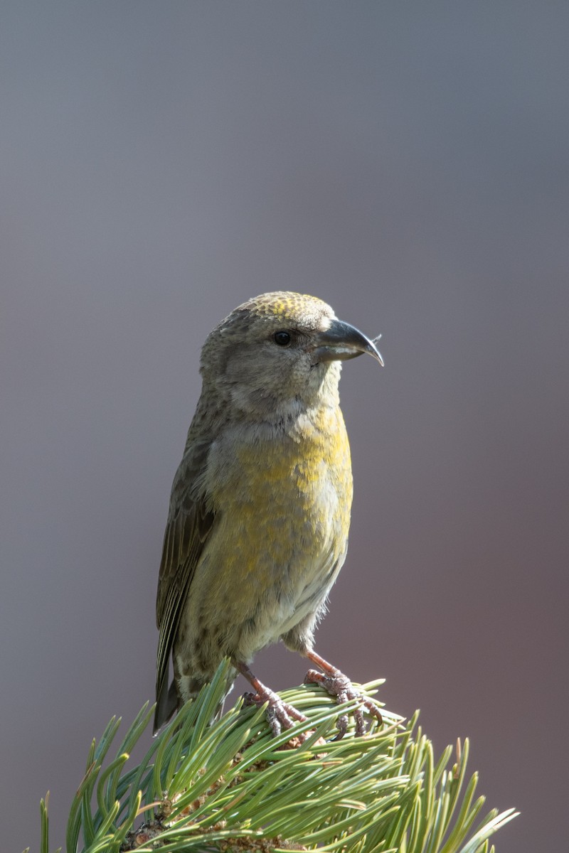 Red Crossbill (Ponderosa Pine or type 2) - Silas Powell