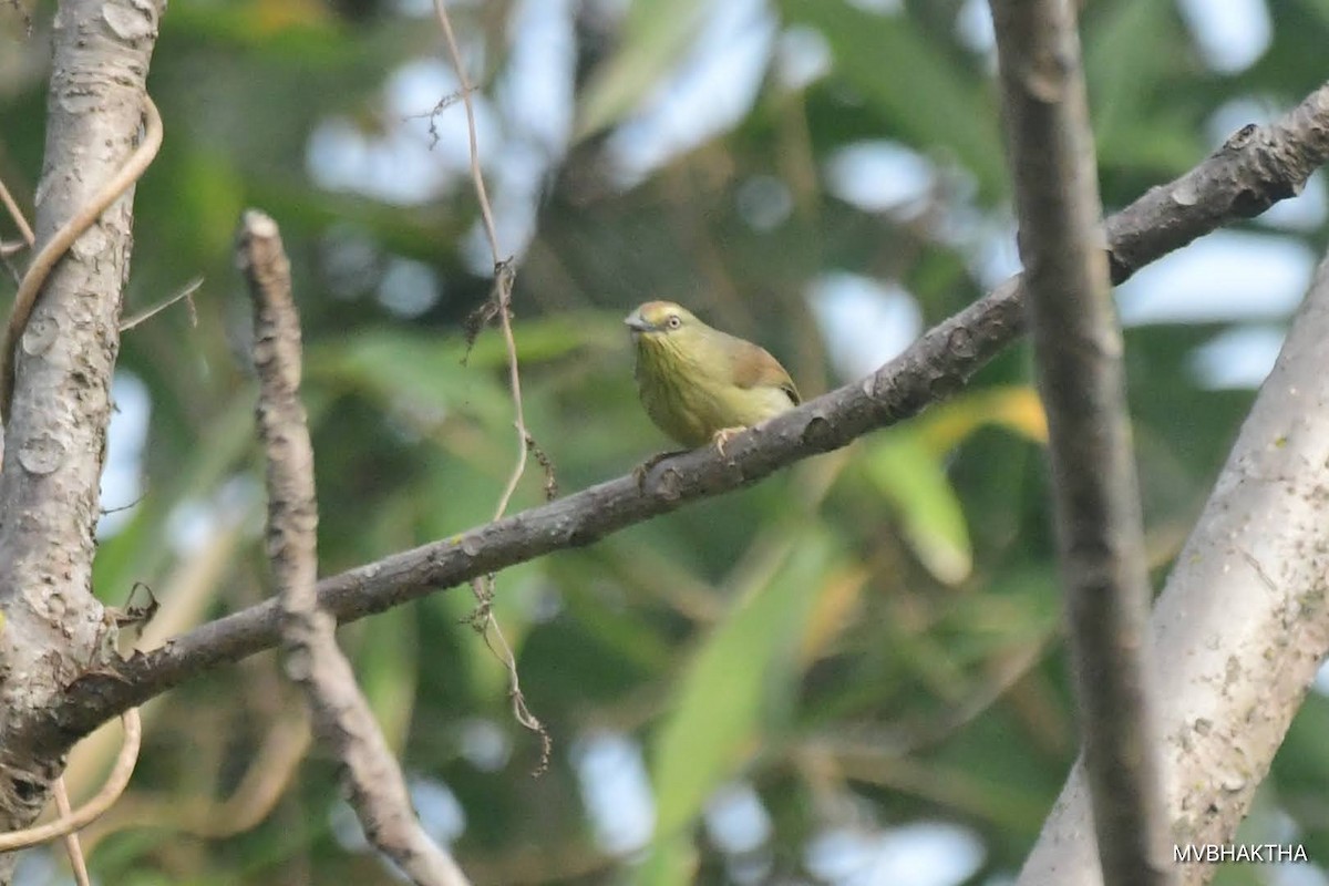 Pin-striped Tit-Babbler - ML616936811