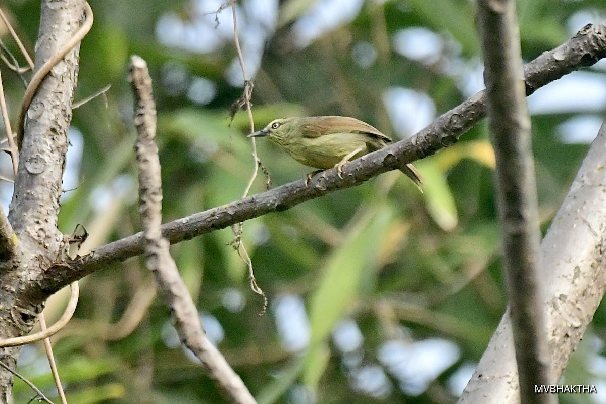 Pin-striped Tit-Babbler - ML616936812